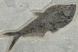 Green River Fossil Fish Mural With Two Huge Diplomystus #189306-3